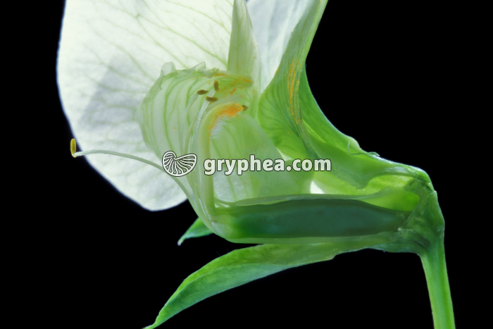 Pois (Pisum sativum) - Fleur partiellement disséquée  - gryphea.com